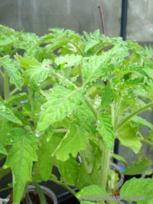 Na obrázku si můžete prohlédnout listy rajčete na kterých došlo ke gutaci v důsledku příliš vysoké relativní vlhkosti