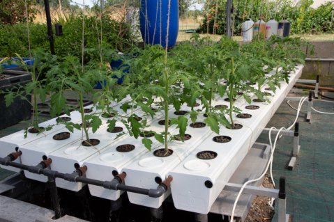 Terra Aquatica Growstream V2 je kombinovaný hydro-aeroponický systém pro 10 až 80 rostlin.