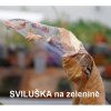 AGRO Sviluška STOP 2x 2 g, insekticid