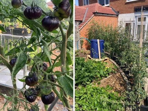 Vypěstujte si třeba černá rajčata