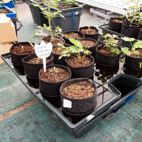 Pěstební systém Terra Aquatica Ebb&Grow umožňuje pěstování v jakémkoliv substrátu a pěstební nádobě.