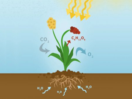 Správná regulace teploty a CO2 je podmínkou pro špičkové pěstování