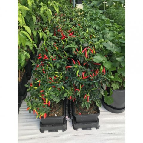 Pěstební systémy Autopot jsou vhodné pro domácí pěstování rajčat, chilli papriček a dalších rostlin nebo plodin.