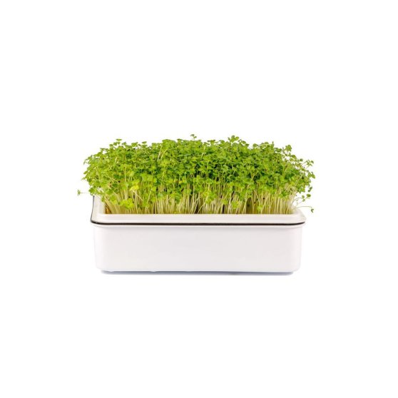 Microgreens semínka na klíčky - Brokolice 10 g