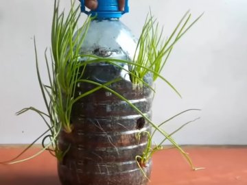 Jak doma pěstovat cibuli v PET lahvi?