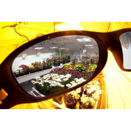 LUMii GrowRoom Lenses, ochranné okuliare na pestovanie