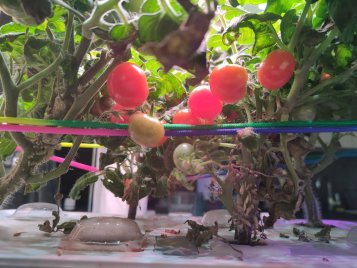 Moje první hydroponické pěstování mikro rajčátek