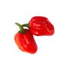Piquant HABANERO RED SAVINA semínka chilli papriček, 12 s