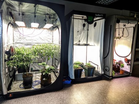 Grow LED světlo: Na kolik vyjde, když rostlinám přisvítíte?