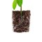 Root!t Dry Peat Free Plug Refill Bag bez sadbovače, 60 ks