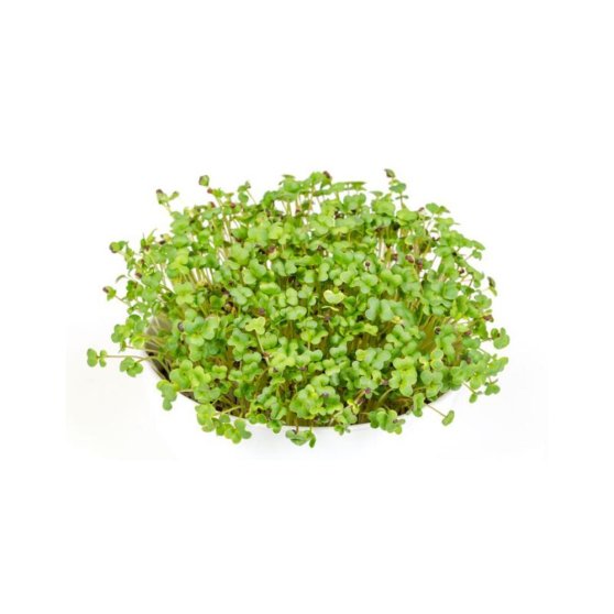 Microgreens semínka na klíčky - Hořčice černá 30 g