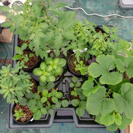 Závlahový komplet GHE Plug&Grow pro 8 rostlin na 1-1.5 m2
