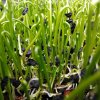 Pór zahradní na microgreens, 50 g