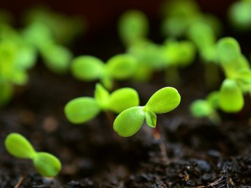 5 tipů pro outdoor pěstování