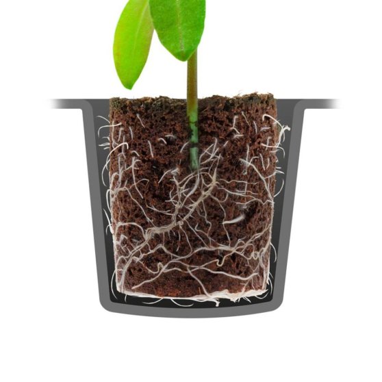 Root!t Dry Peat Free 24 Cell Filled Tray se sadbovačem, 29.5x19x4 cm