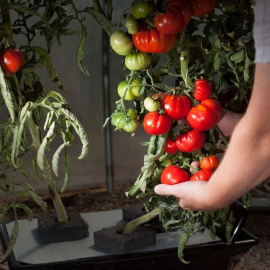 NFT Gro Tank na pěstování rajčat