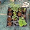 Zavlažovacia súprava GHE Plug & Grow pre 8 rastlín na 1-1,5 m2