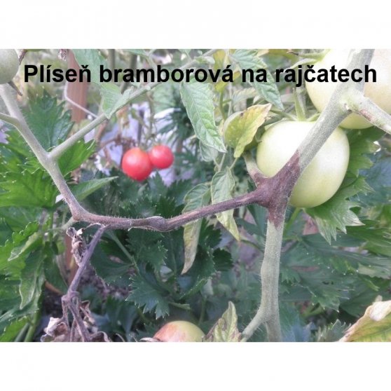 Agro Dithane DG Neotec 3x 20 g, fungicid