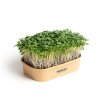 Sada pro domácí pěstování microgreens Brokolice Calabrese