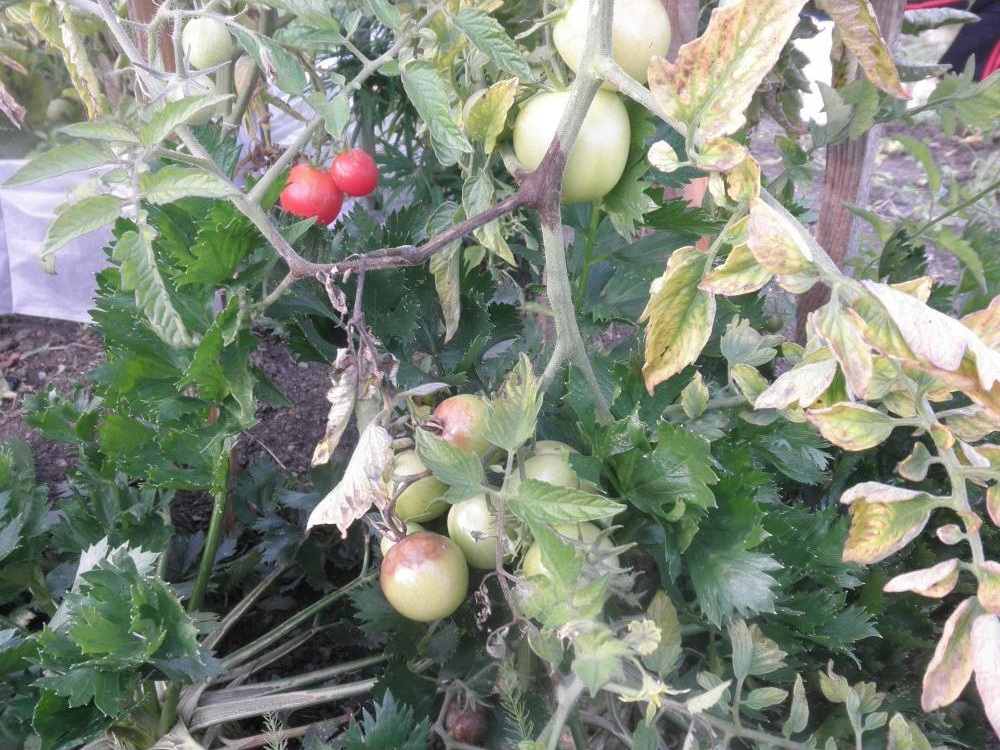 Fusarium na rajčatech