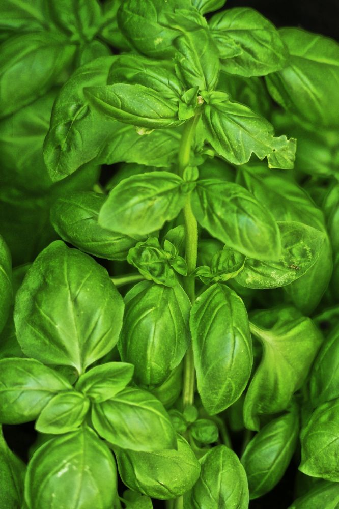 Bazalka je jednoletá bylinka nízkého vzrůstu a se sytě zelenými listy.